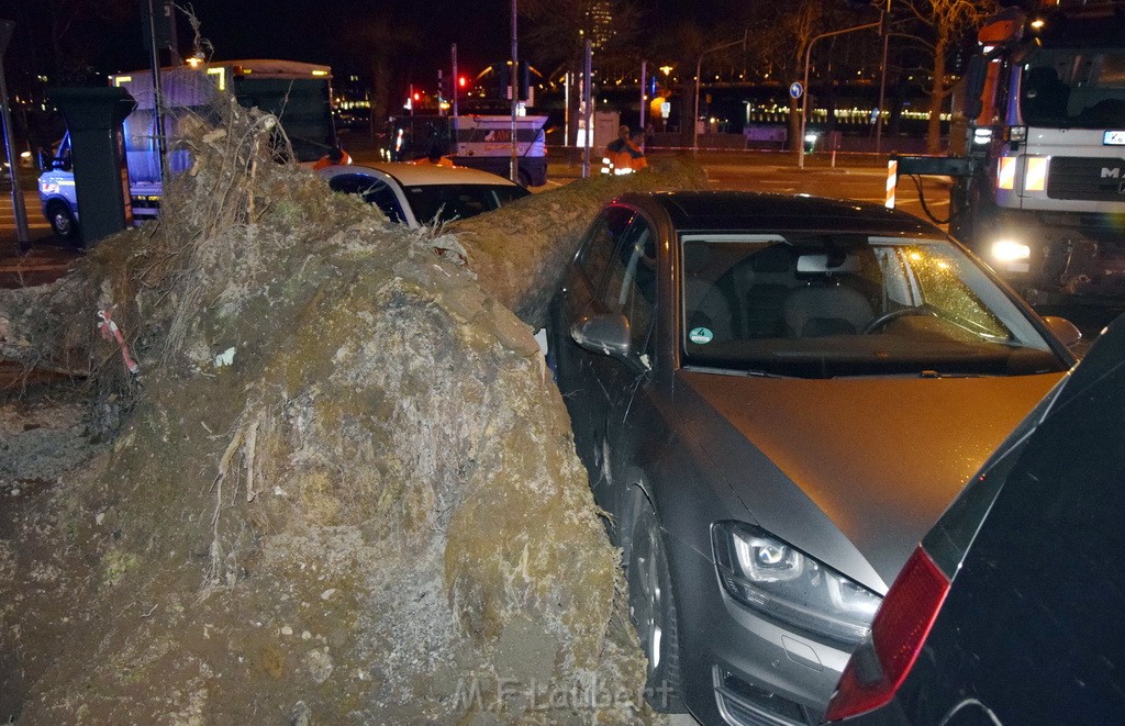 Baum auf PKWs Koeln Mitte Rheinuferstr Goldgasse P039.JPG - Miklos Laubert